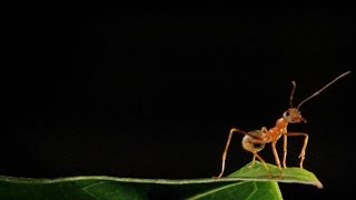 Magnificent Leaf Homes Woven by Australian Green Ants Green ants build their grand nests out of leaves, which they pull and join together with silk. Amazingly, this silk is produced by their newborn larvae.

From: MICRO MONSTERS WITH DAVID ATTENBOROUGH: Family
http://bit.ly/1T2BVUi