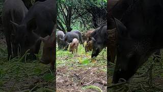 Best Boar Pig Pig So Hungry Eat Vege