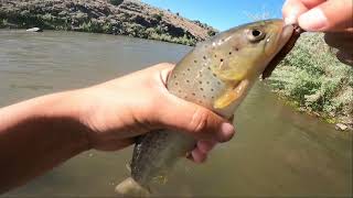River Trout Fishing! (East Fork Carson River)