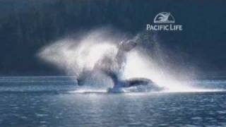 Tail Slaps (Music Only - Pacific Life Fight Song)
