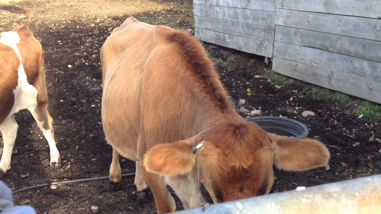 Curious cow coming up to the fence 