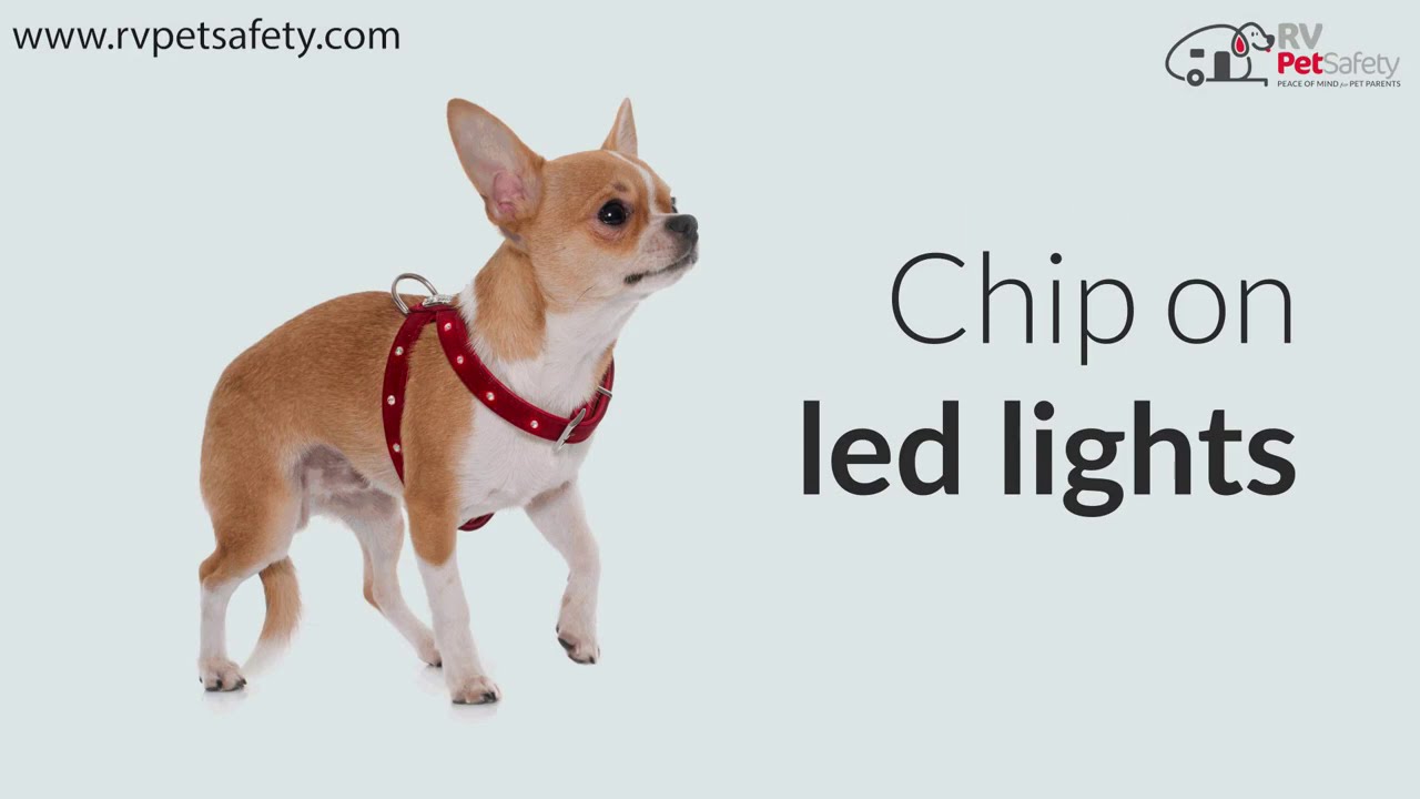 5 essentials for RVing with Dogs