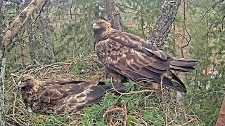 Kaljukotkas 2::Golden Eagle~Change of incubating & Military loud noises~10:58 am 2024/04/19
