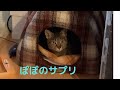 ぽぽのサプリメント【Popo supplements】