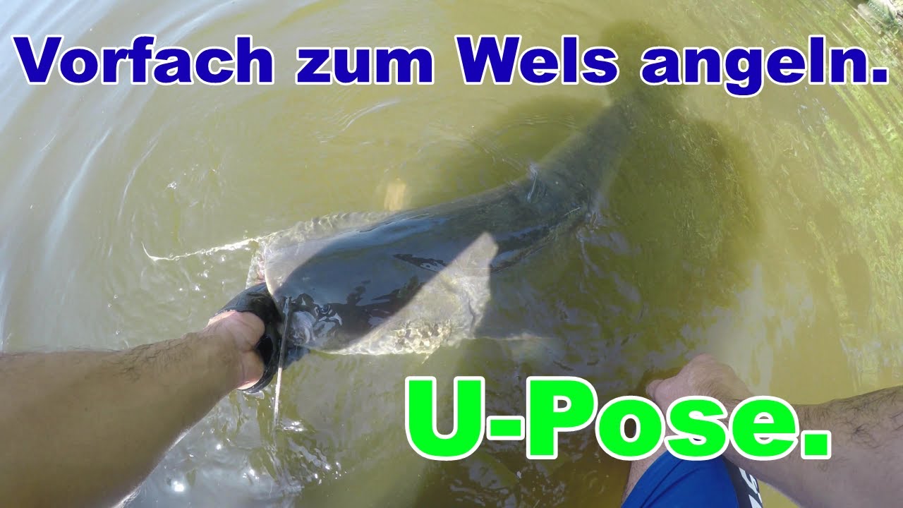 U-Posen Montage Vorfach zum Waller angeln. Haken binden angeln auf Wels mit Tauwürmer #welsangeln