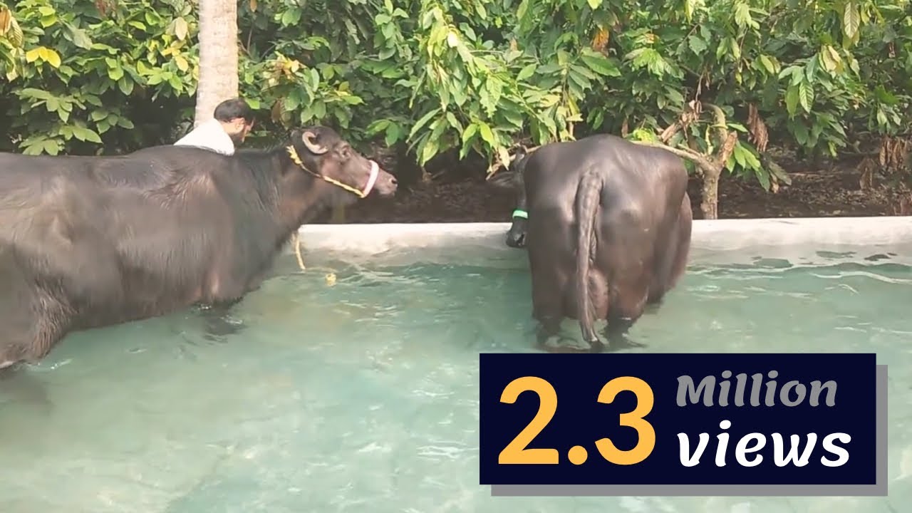 "MURRAH BUFFALO'S" BATHING IN  "POOL" ||Punganur Cow&Calf||
