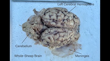 An Introduction to Sheep Brain Anatomy