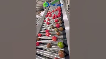 Tomato optical sorting line in Europe, vegetable grading and processing equipment