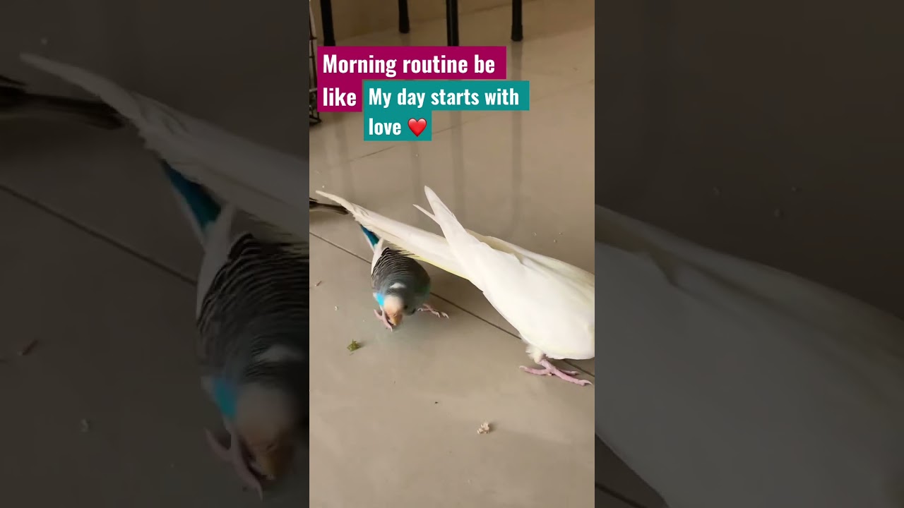 My daily routine with my pet birds | my lovely birds 