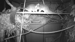 Ringtail Possum Acrobats 3