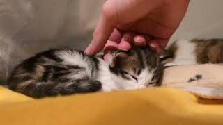 Tiny forest Kitten is dreaming soundly by Norwegian Forest Cat Tales 125 views 1 year ago 33 seconds