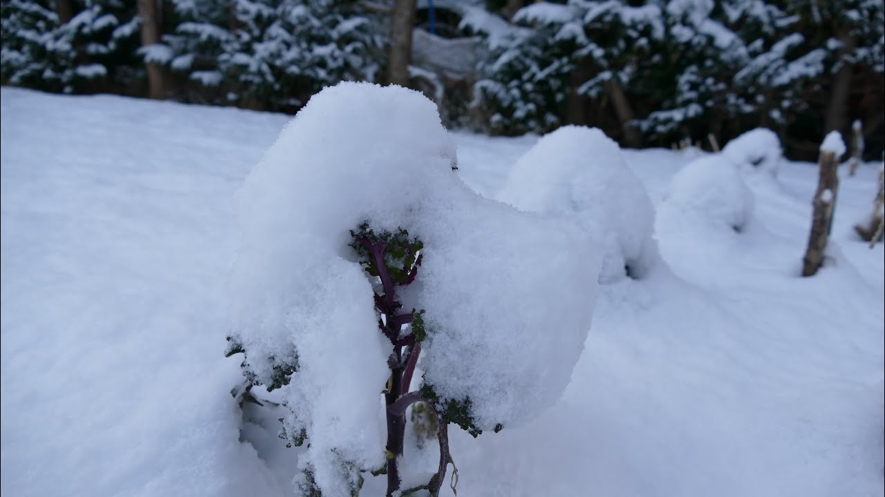 First Severe Cold Spell In New Garden - YouTube