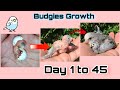 Budgies Growth stages /Day 1 to Day 45