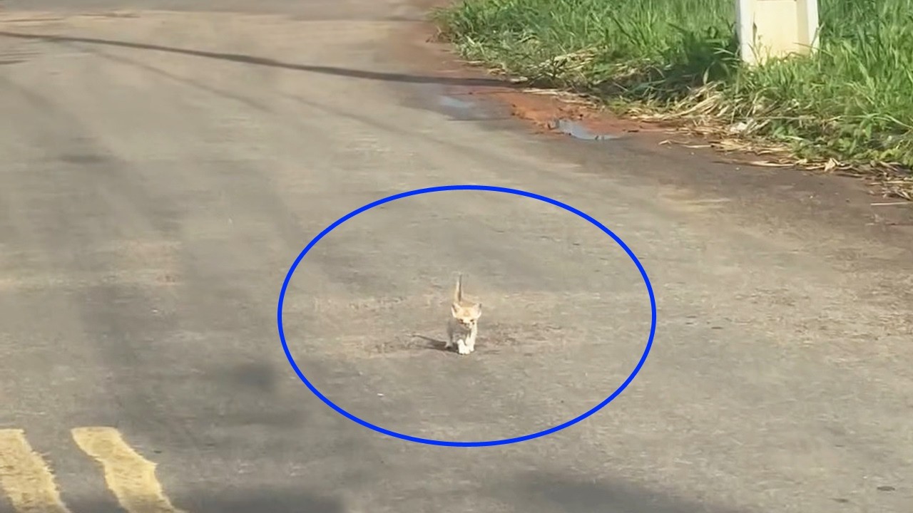 Tiny Kitten Nearly Lost Her Life But Found Love and Safety Forever