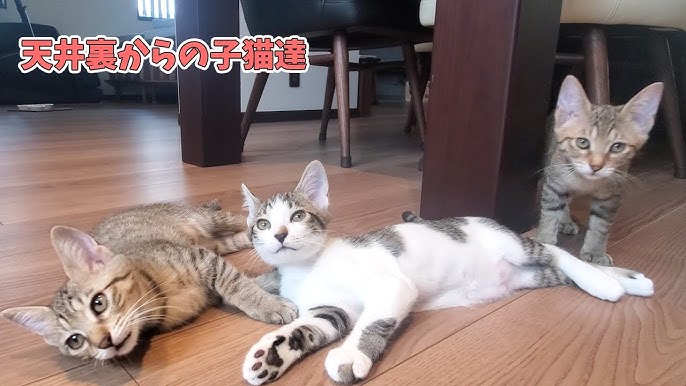 天井裏から保護された子猫達 ついに自宅を卒業 Youtube