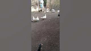 Vlog hewan peliharaan di belakang rumah