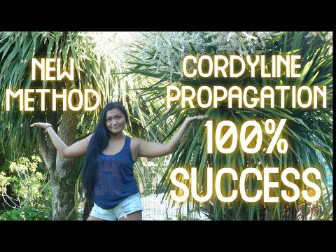Video: Was ist eine Cordyline-Pflanze – Informationen über Sorten von Cordyline