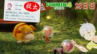 【ピクミン4】 28日目　おっちんを治せる獣医救出！