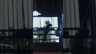 cak wilis/renganis/beranting gunung