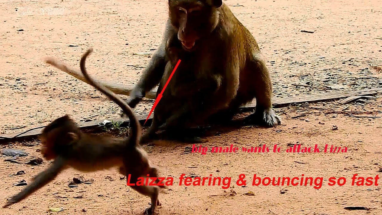 petco hours Oh, so brave Lizza runs to scream big male monkey BUT big male angry Lizza fears & bounces so fast.