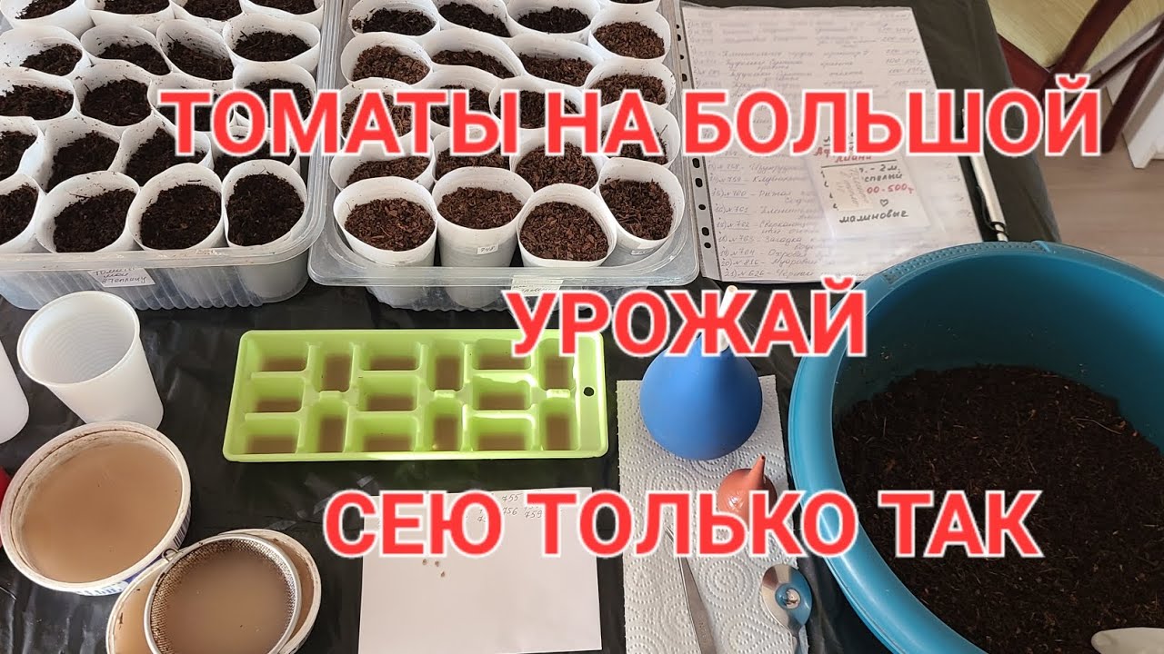 НАЧАЛАСЬ ПОСЕВНАЯ ТОМАТОВ 25.02.2026