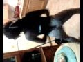 TWERK.3gp