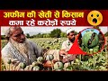 अफीम की खेती से किसान कमा रहे करोड़ों रुपये  | Afeem farming In India | Opium Farming