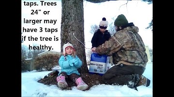 🍁DIY Maple Syrup, Little Helpers Learn how to Tap the trees. Follow us Form Sap to Syrup