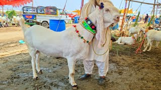 Biggest  Gulabi Goat  Bakra Mandi 2021 Sohrab Goth Cow Mandi