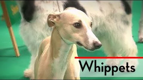 The Whippet - Bests of Breed