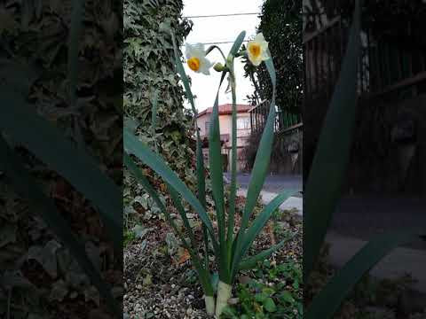 風になびく水仙 camera iphone 8 plus apk