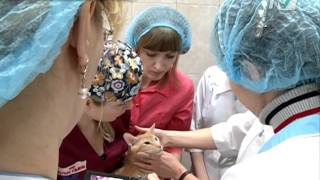 Ветеринары со всей России приехали на  курсы повышения квалификации в Калининский район(, 2016-04-05T16:35:33.000Z)