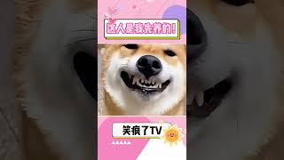 猫猫的占有欲！