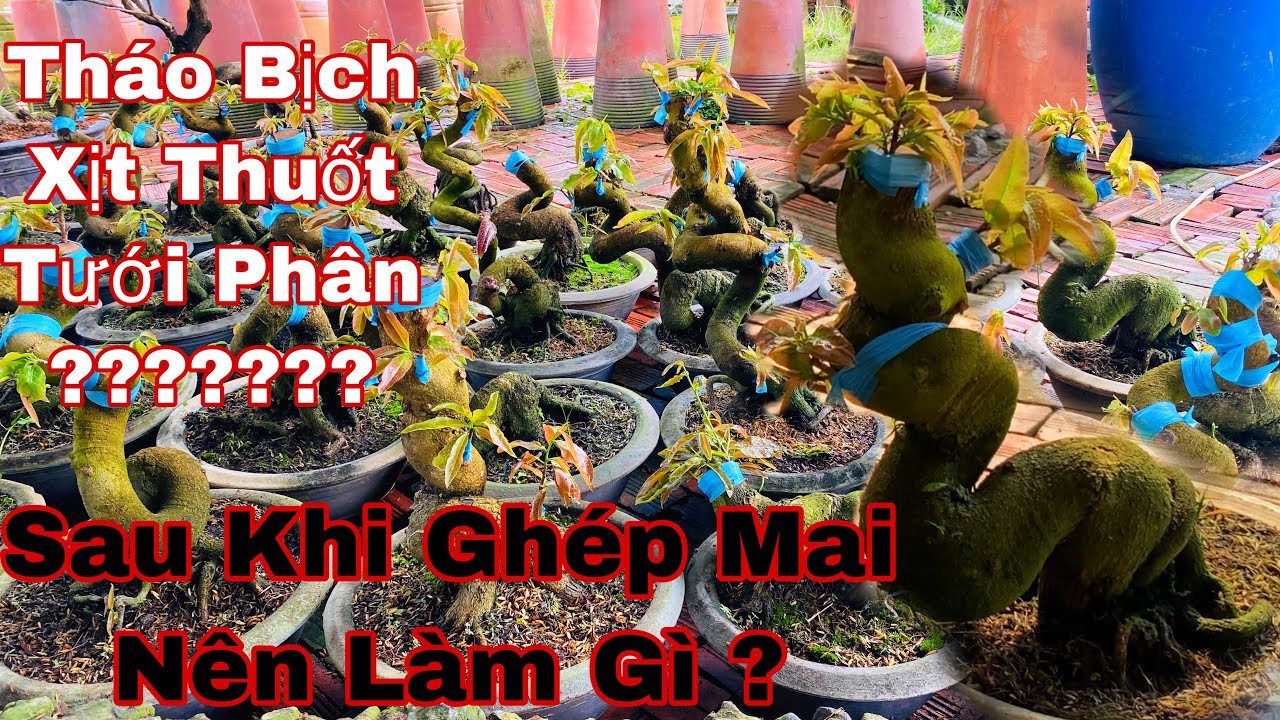 khi ghép mai vàng nên làm gì ? _ tháo bịch - ra nắng - tưới dưỡng - xịt thuốt chống cháy lá , sâu