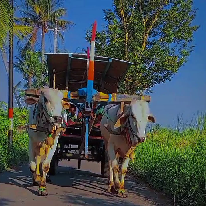 Gerobak Sapi lagu ayumu tenanan virall!