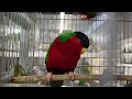 Lori des fidji  collared lory  vini solitaria  phigys solitarius 