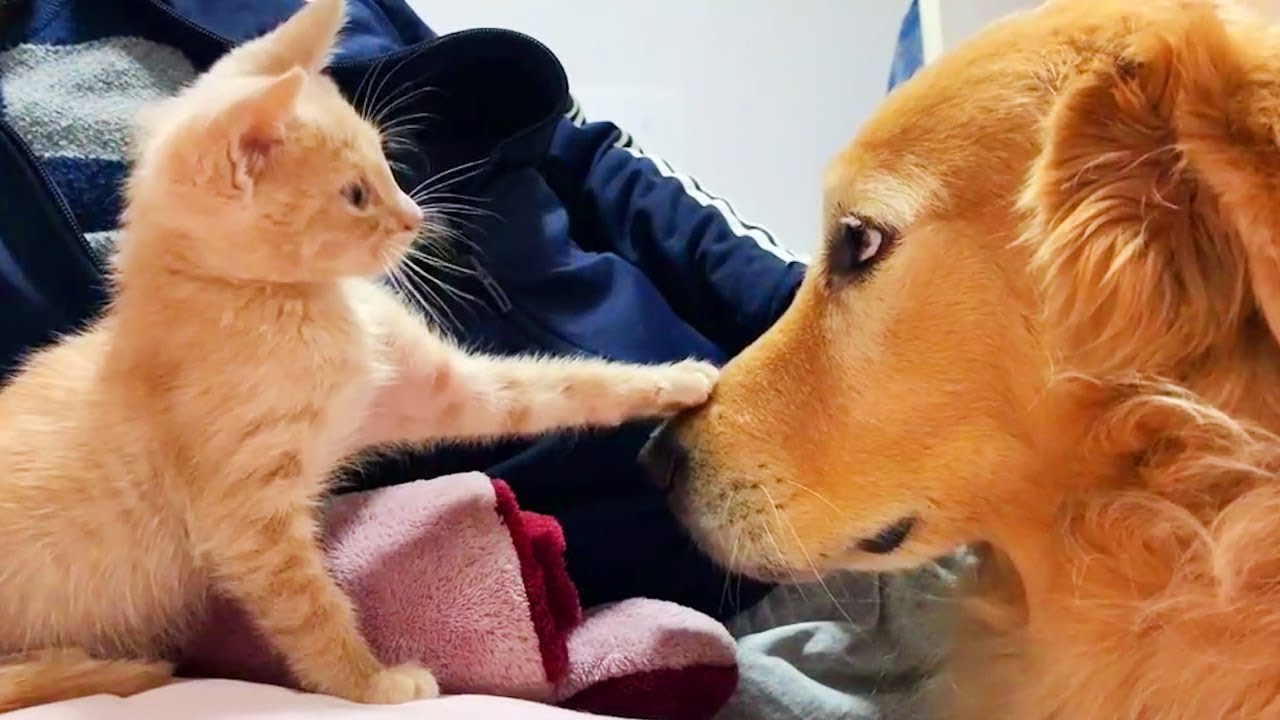 CATS vs DOGS Love and hate Compilation of funny cats and dogs Cat Vs