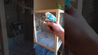 Floof birbs enjoying a snack! #budgiesfam #parrot #budgiedesktop #budgies #birds #budgiesinfo