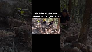 Help The Mother Boar Make A Nest To Give Birth