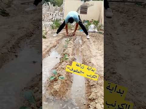 زراعة الكرنب الملفوف بالشتلات