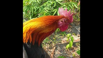 Dib qaib tuaj zoo tas tas 2025