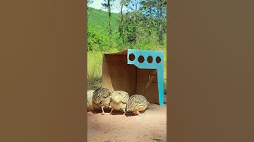 deep hole bird trap using cardboard box #shorts