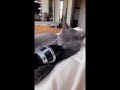 Cat snoring in mic