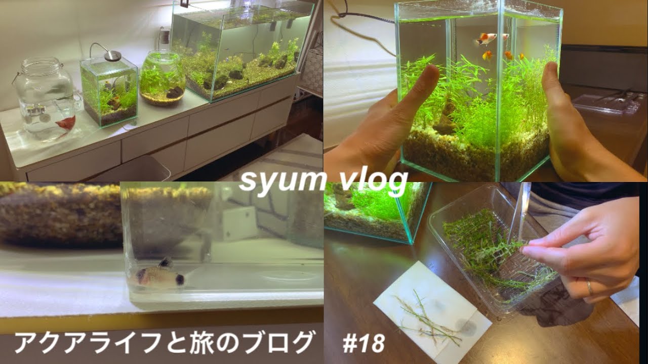 新たな仲間【コリドラス】をお迎え | 20cm水槽トリミング | 来週の旅行に備えて今週は引きこもる