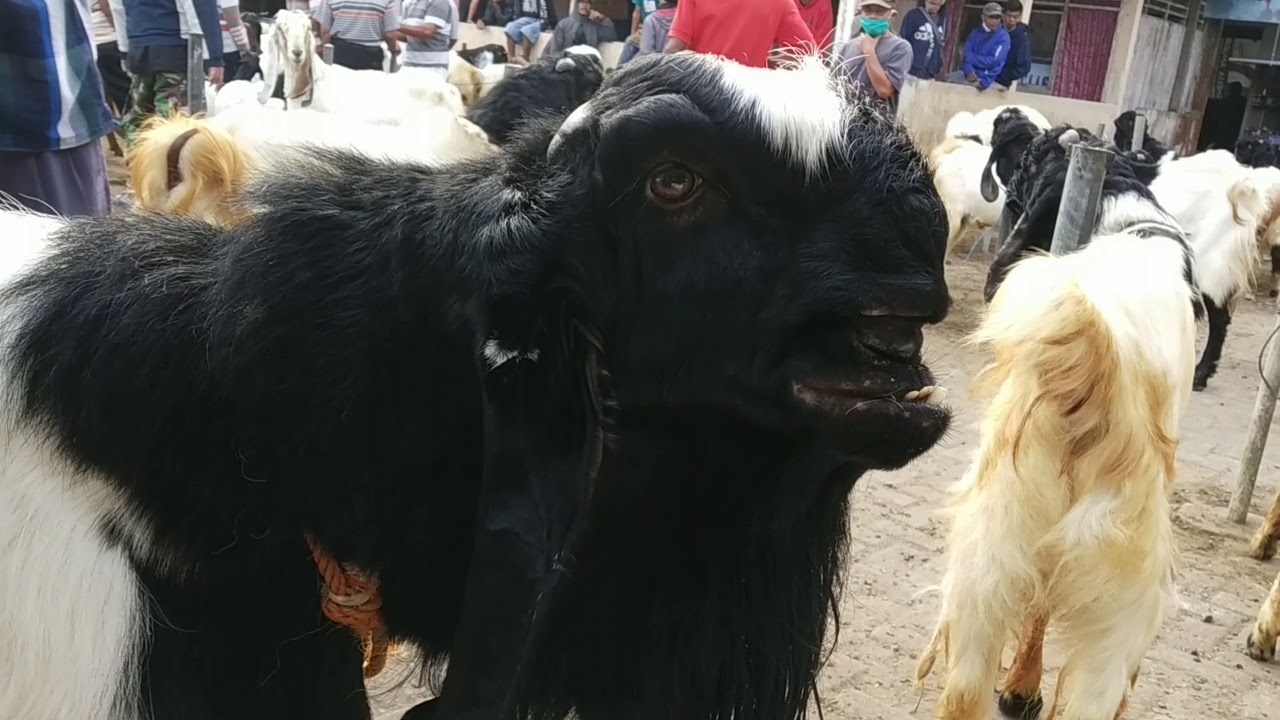 PASAR KAMBING ETAWA KALIGESING MULAI BEROPRASI KEMBALI 