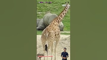 Linh dương con bị hươu cao cổ đạp không biết có qua khỏi không #animals