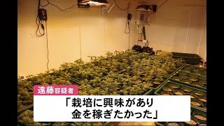 大麻栽培・密売の札幌国税局の元職員　「仕事で大麻のことを調べ始めた」「栽培に興味があった」 (20/08/02 12:30)