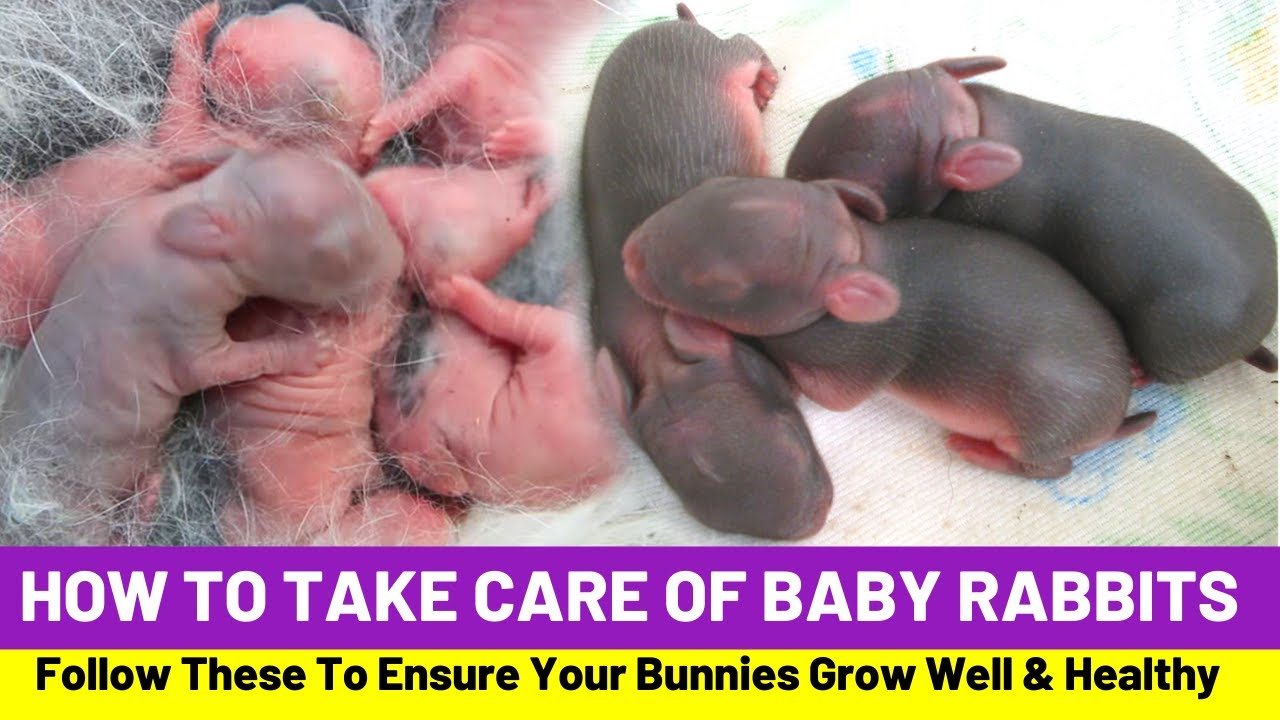 How To Look After Rabbit Babies