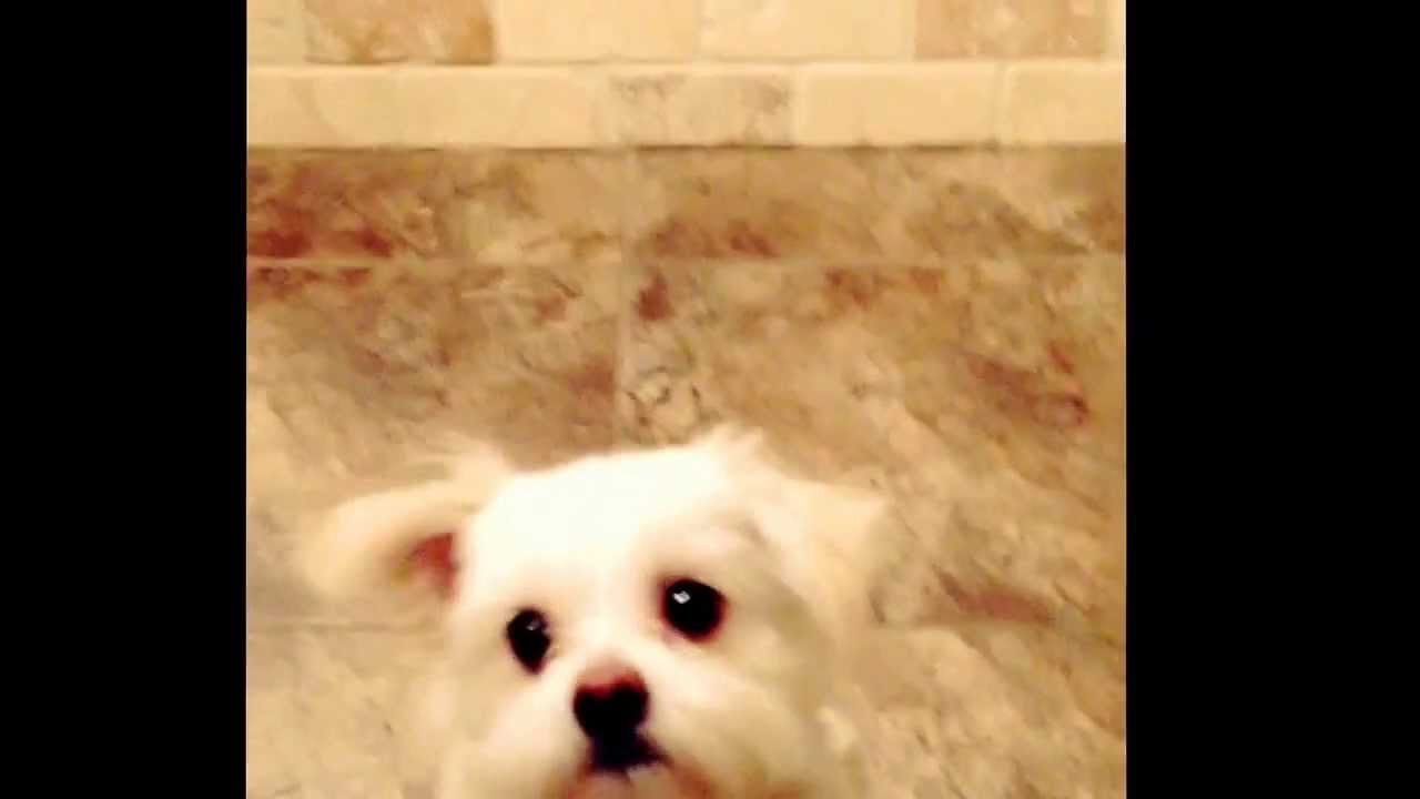 Codex clapping. Cute puppy trick YouTube