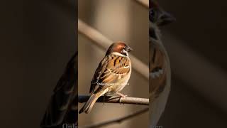 Surah Al-Qadr (سورۃ القدر) Heart Touching Recitation | Laylatul Qadr | #shorts #surahalqadr